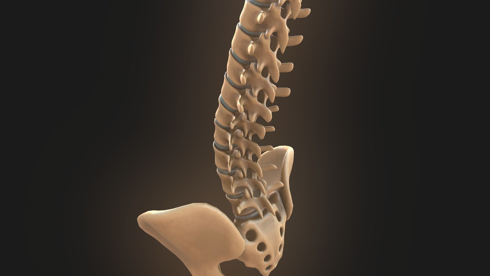 Spine anatomy spinal column 3D model_19
