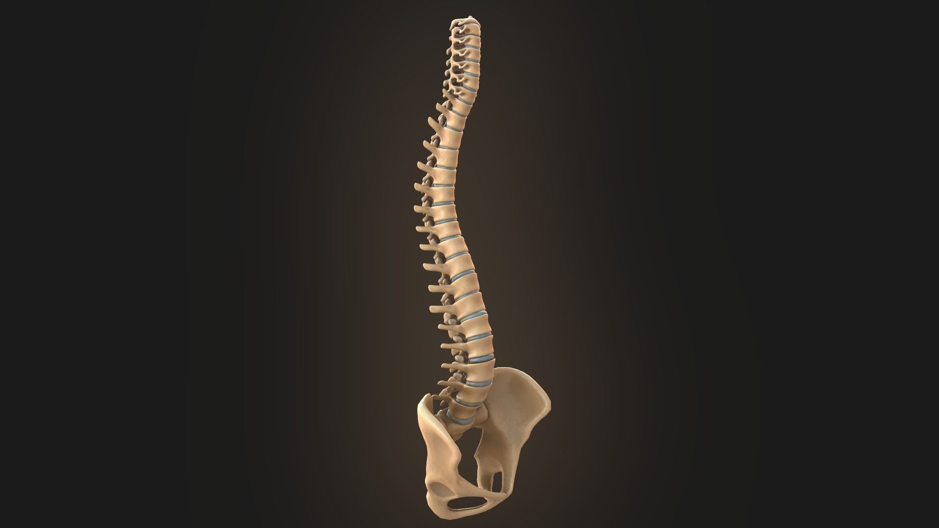Spine anatomy spinal column 3D model_3