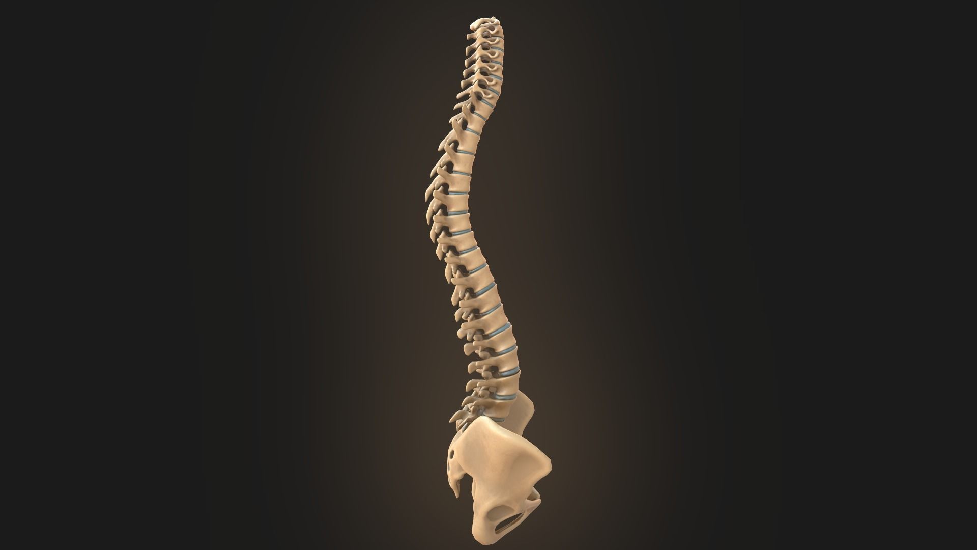 Spine anatomy spinal column 3D model_2