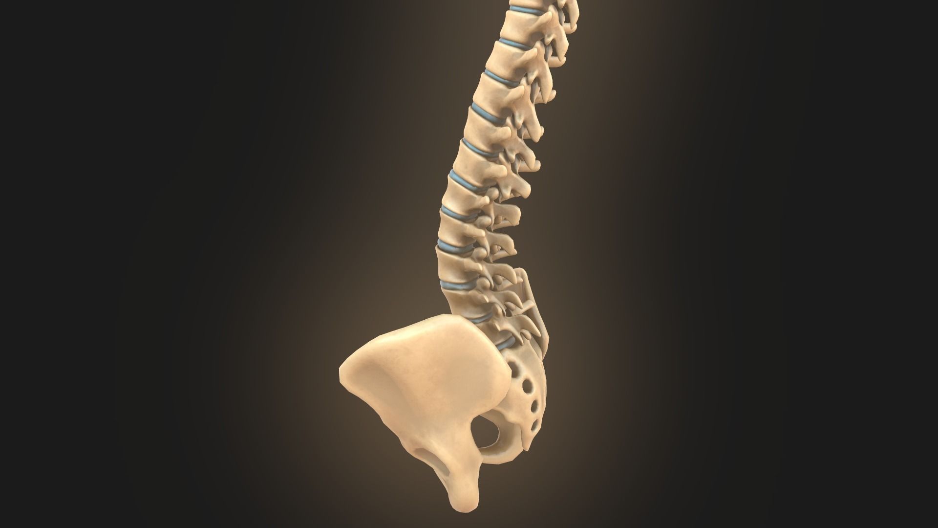 Spine anatomy spinal column 3D model_10