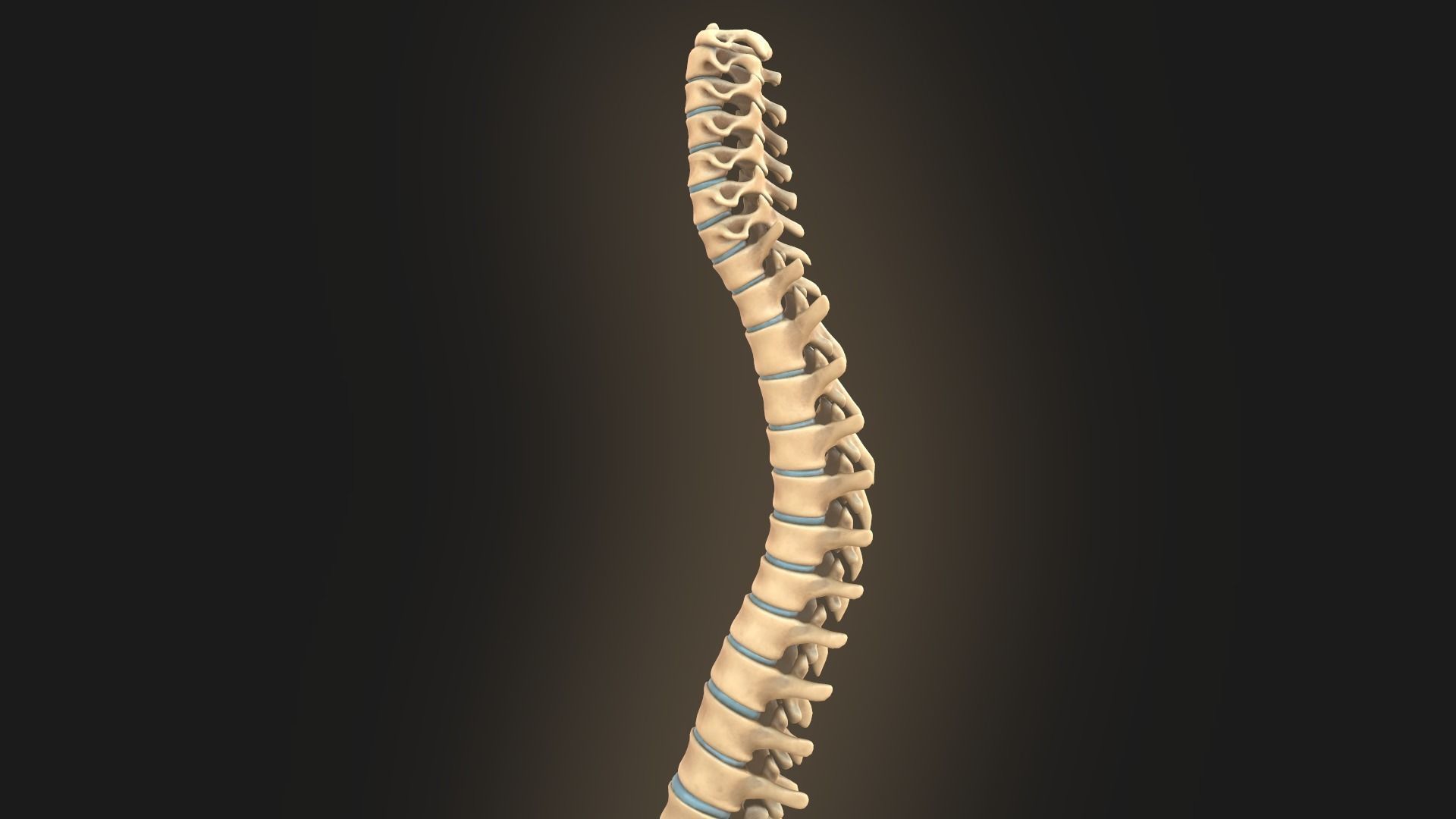 Spine anatomy spinal column 3D model_12