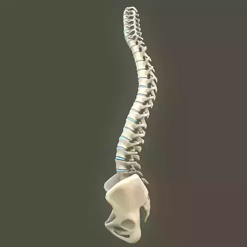 Spine anatomy spinal column