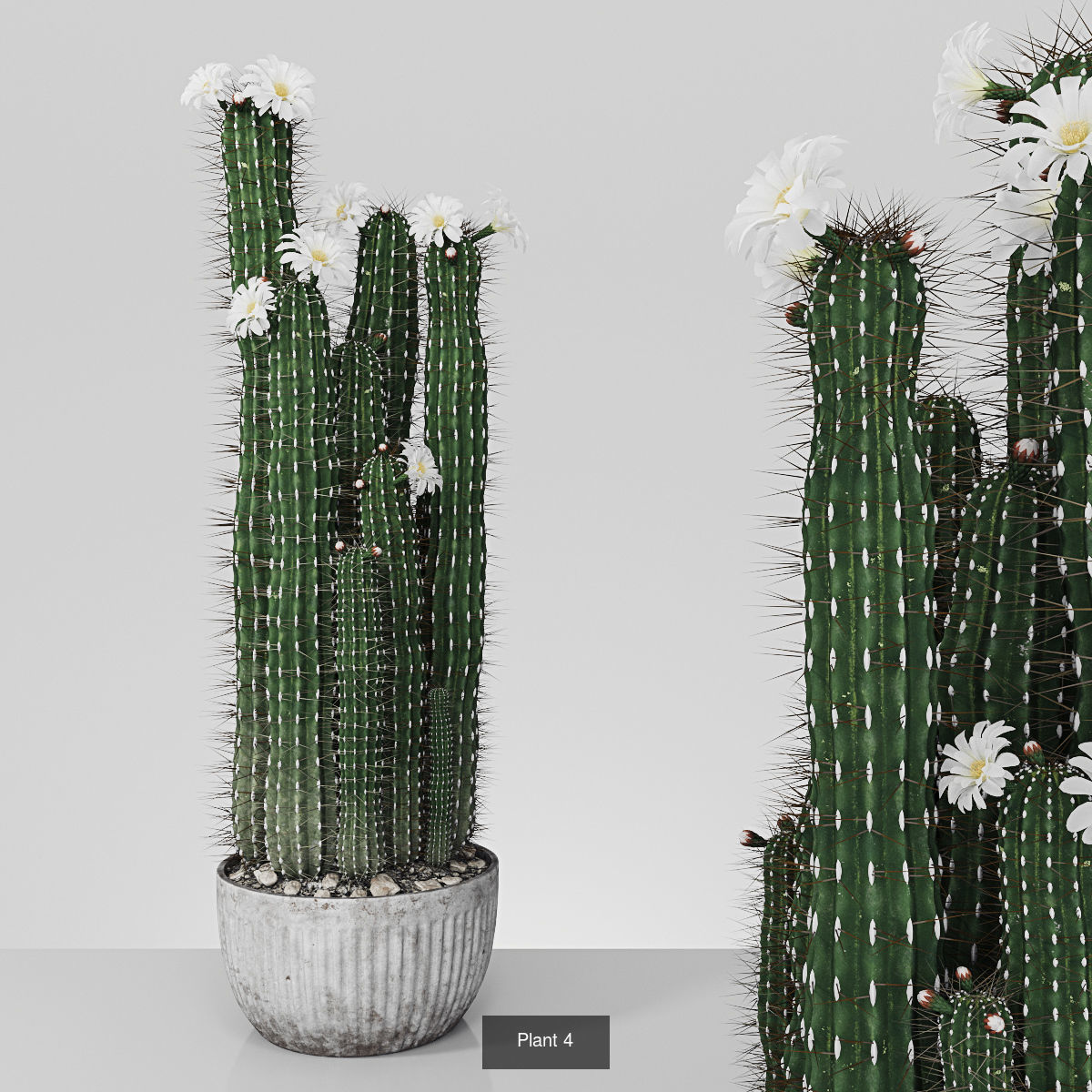 Plant collection hibiscus flower _3