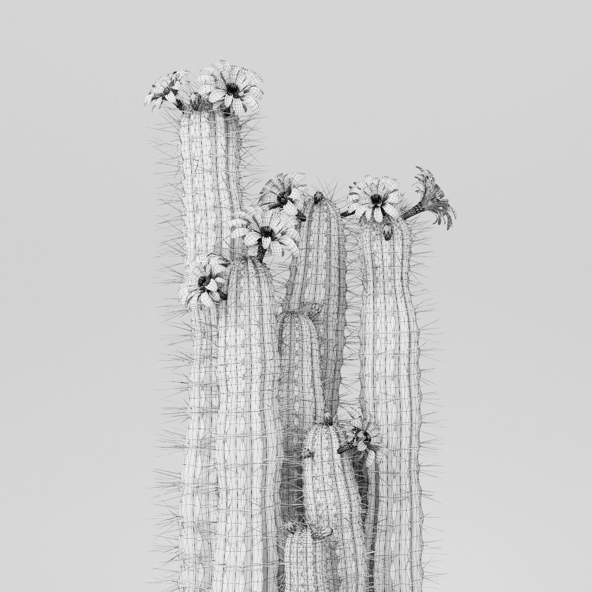 Plant collection hibiscus flower _12