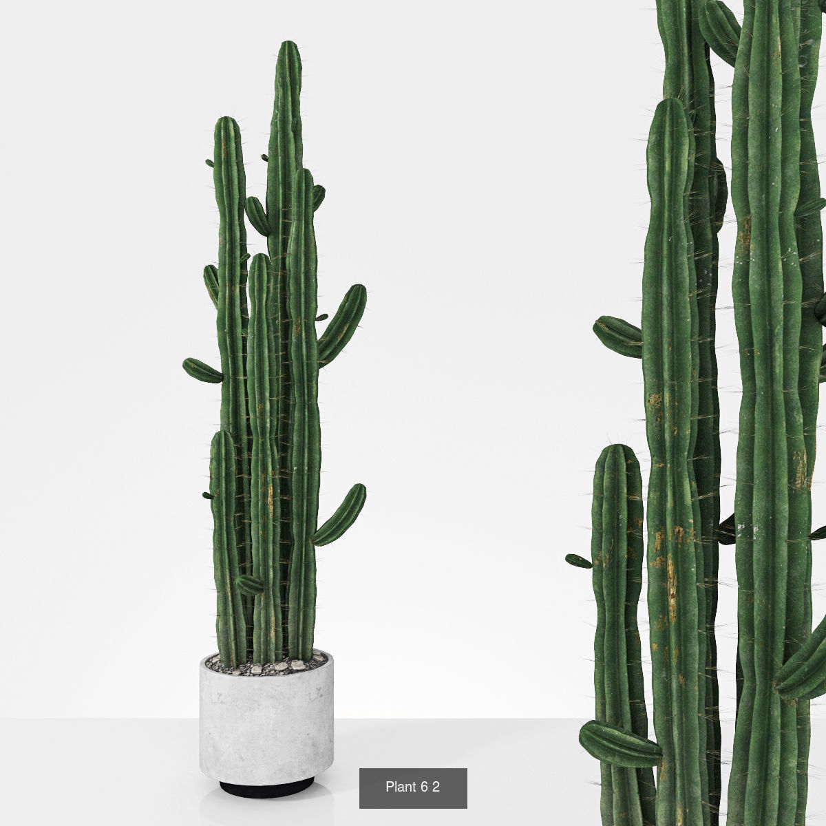 Plant collection hibiscus flower _4