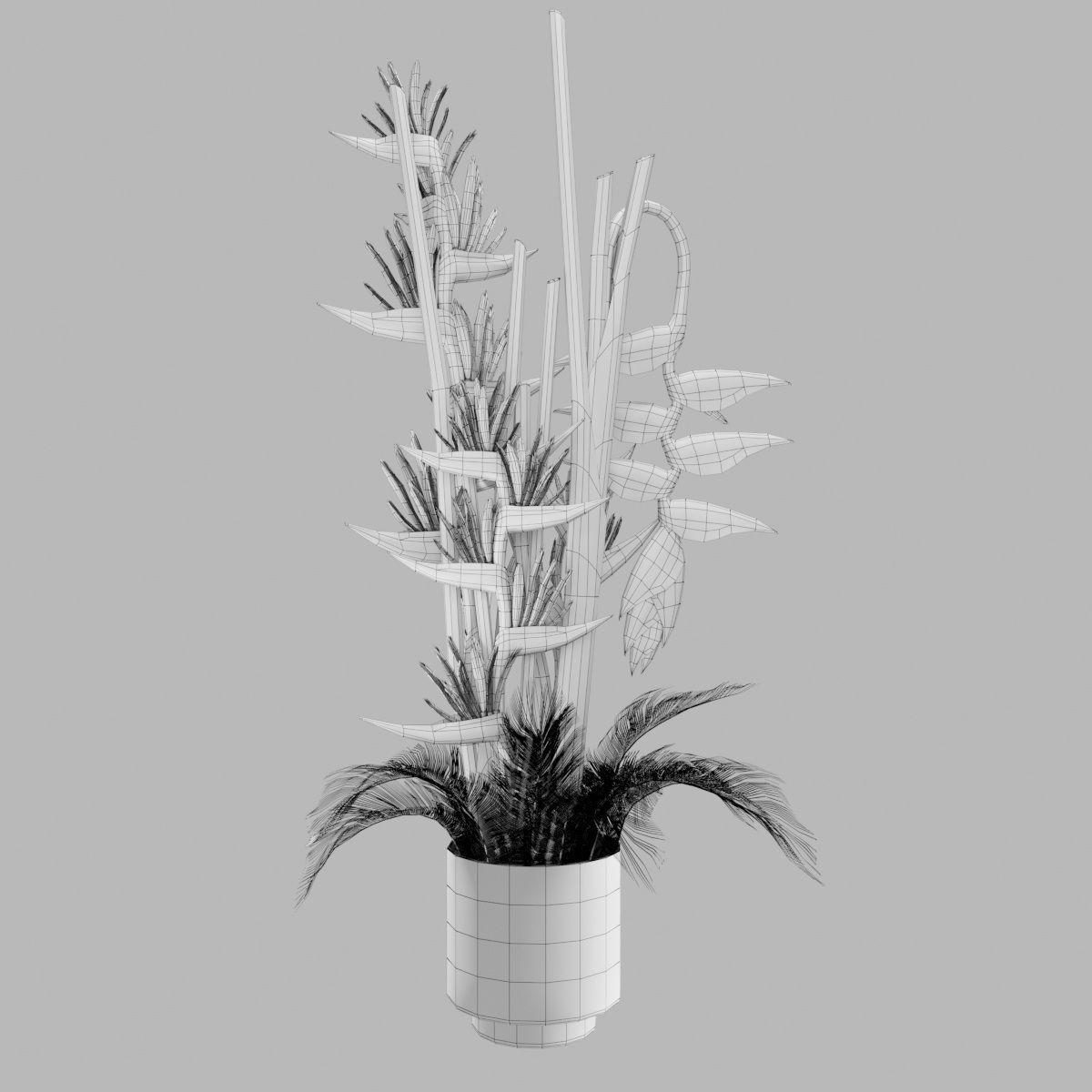 Plant collection hibiscus flower _28