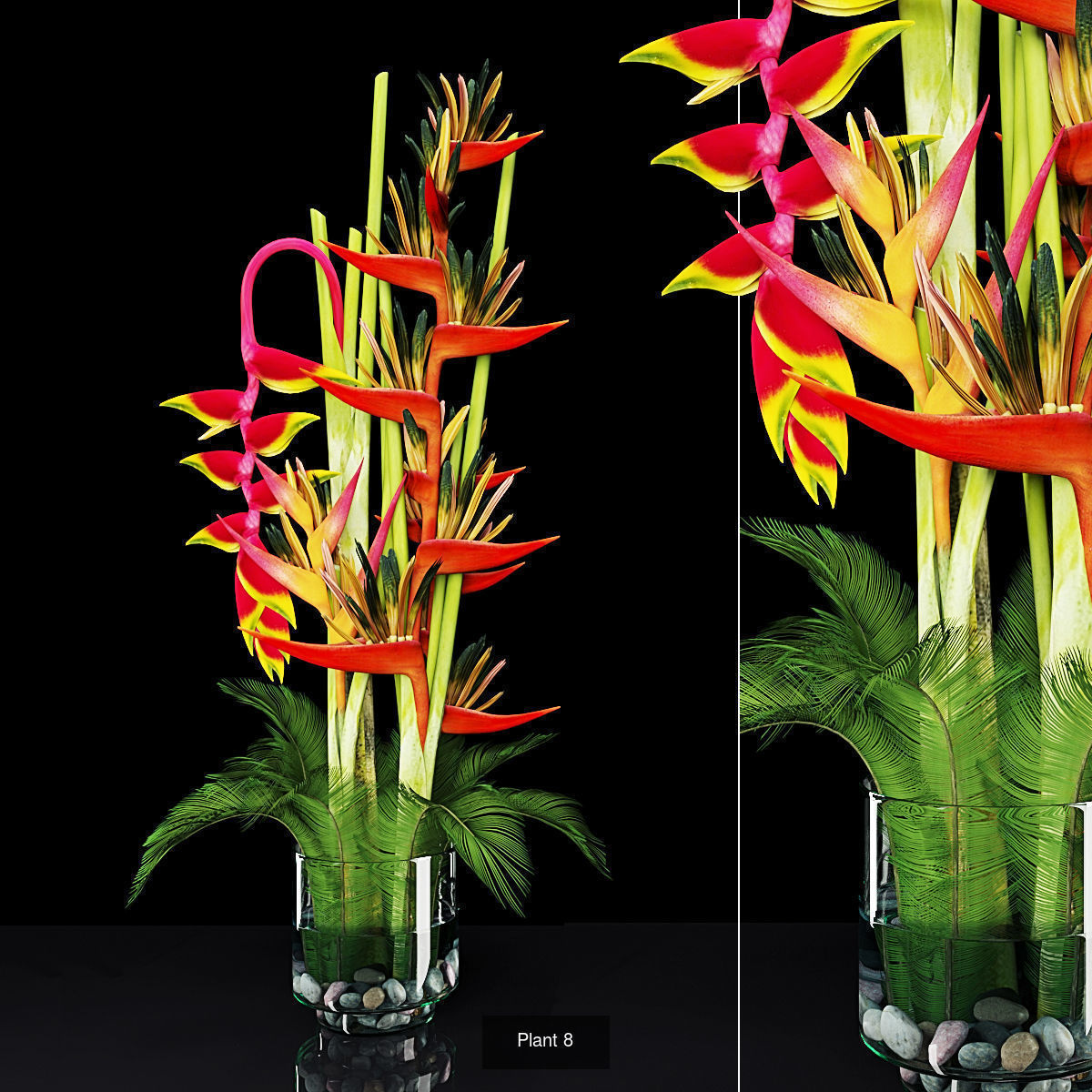 Plant collection hibiscus flower _5