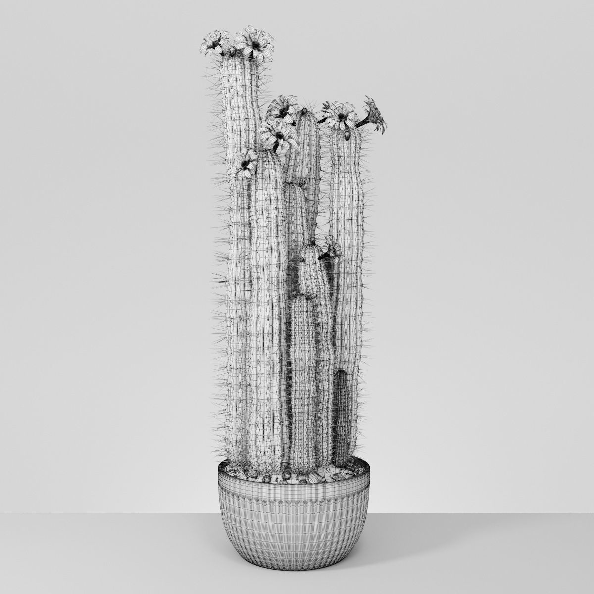 Plant collection hibiscus flower _14