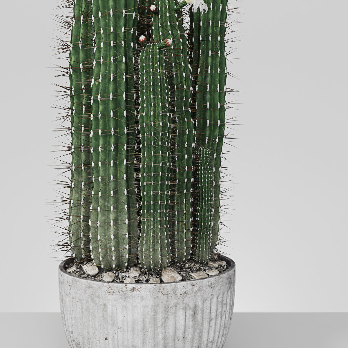 Plant collection hibiscus flower _11