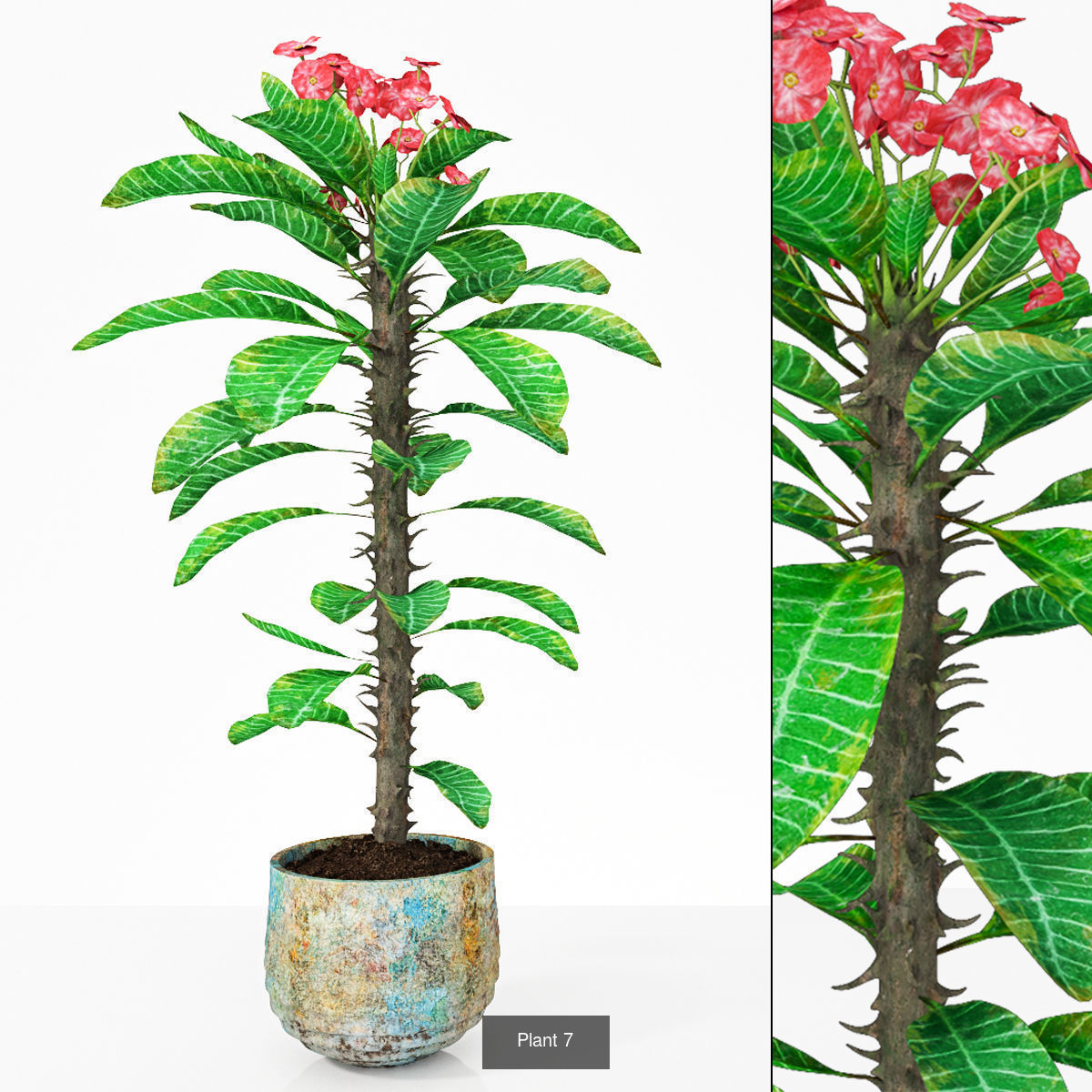 Plant collection hibiscus flower _10