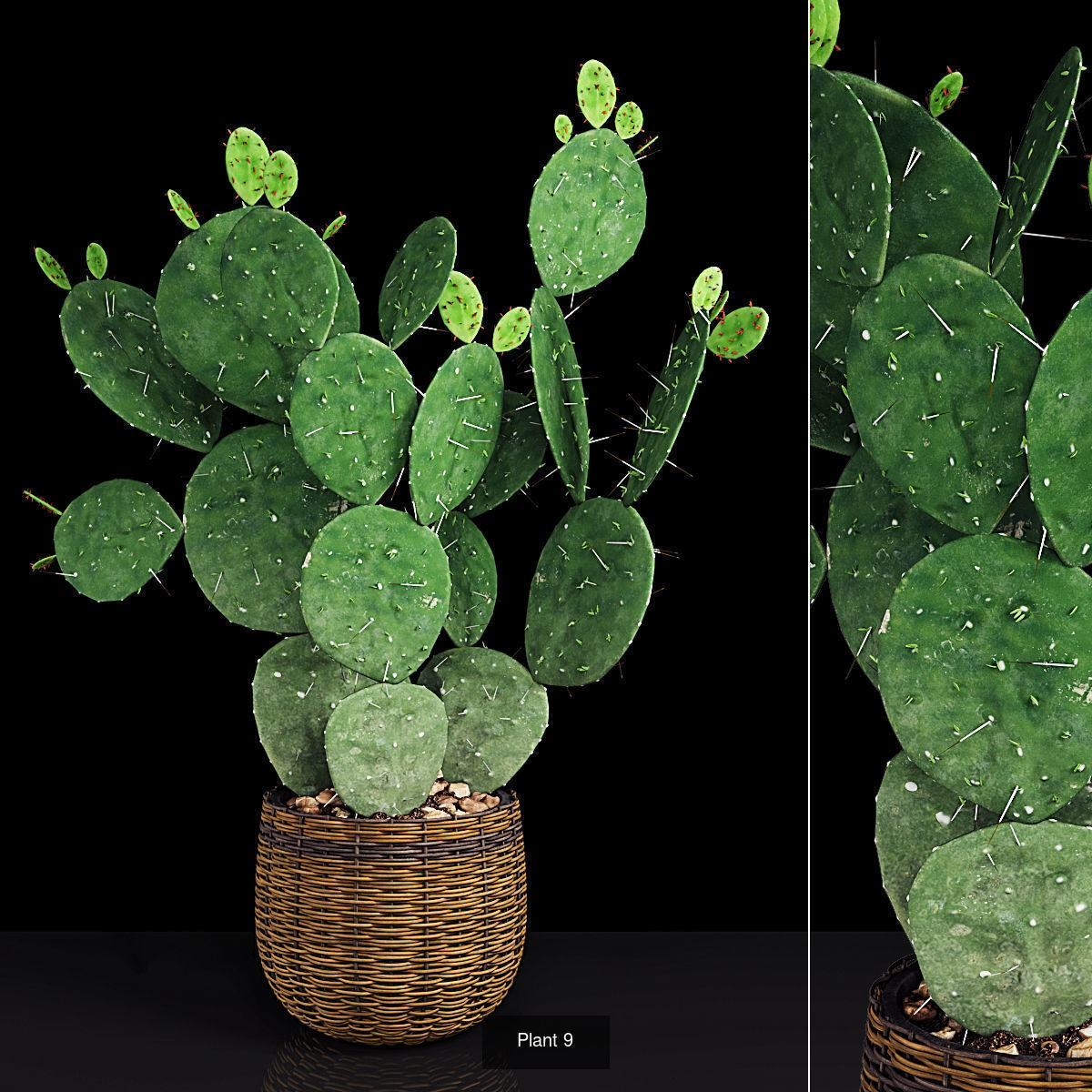 Plant collection hibiscus flower _8