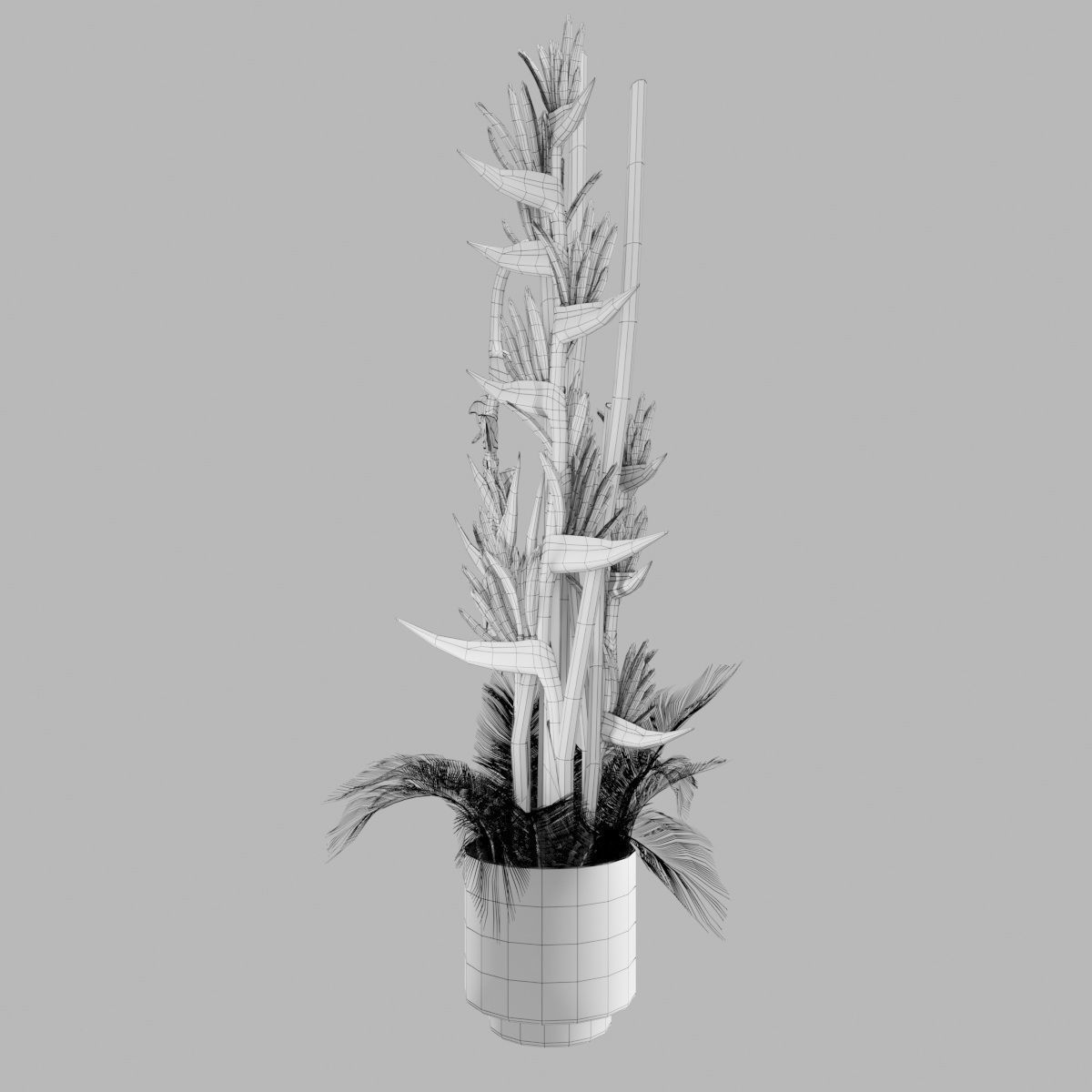 Plant collection hibiscus flower _29