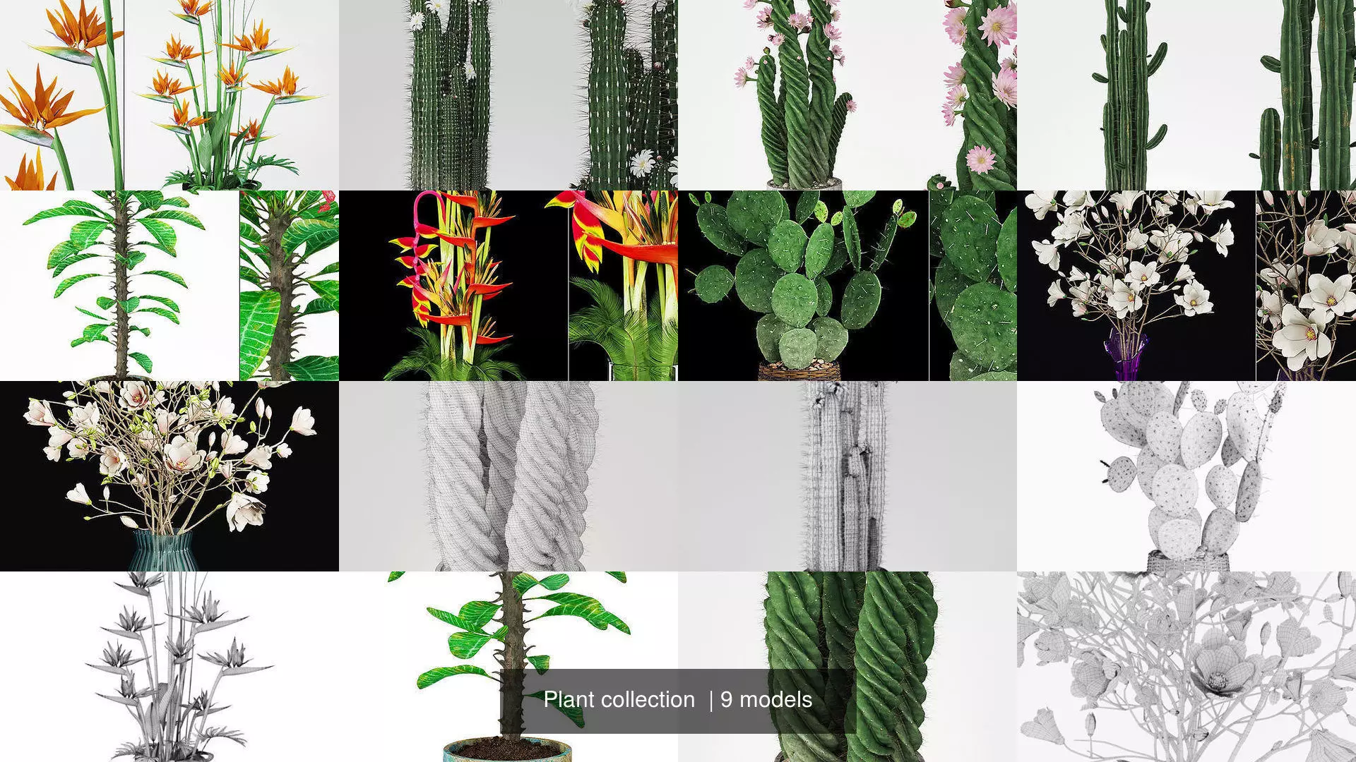 Plant collection hibiscus flower _1