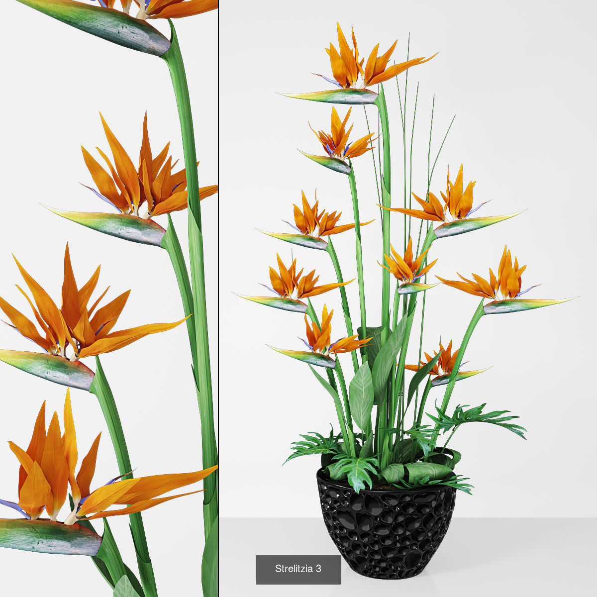 Plant collection hibiscus flower _7