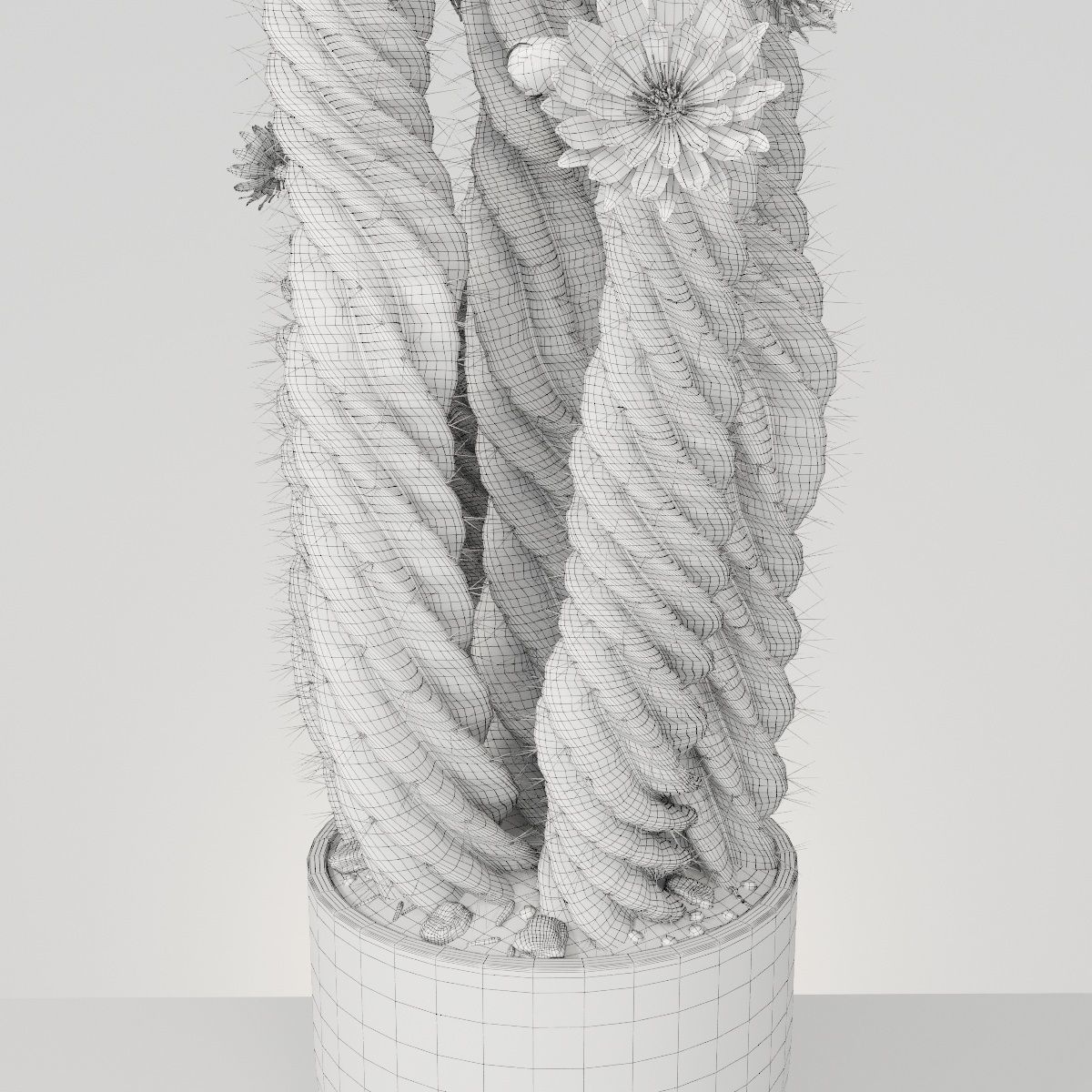 Plant collection hibiscus flower _17