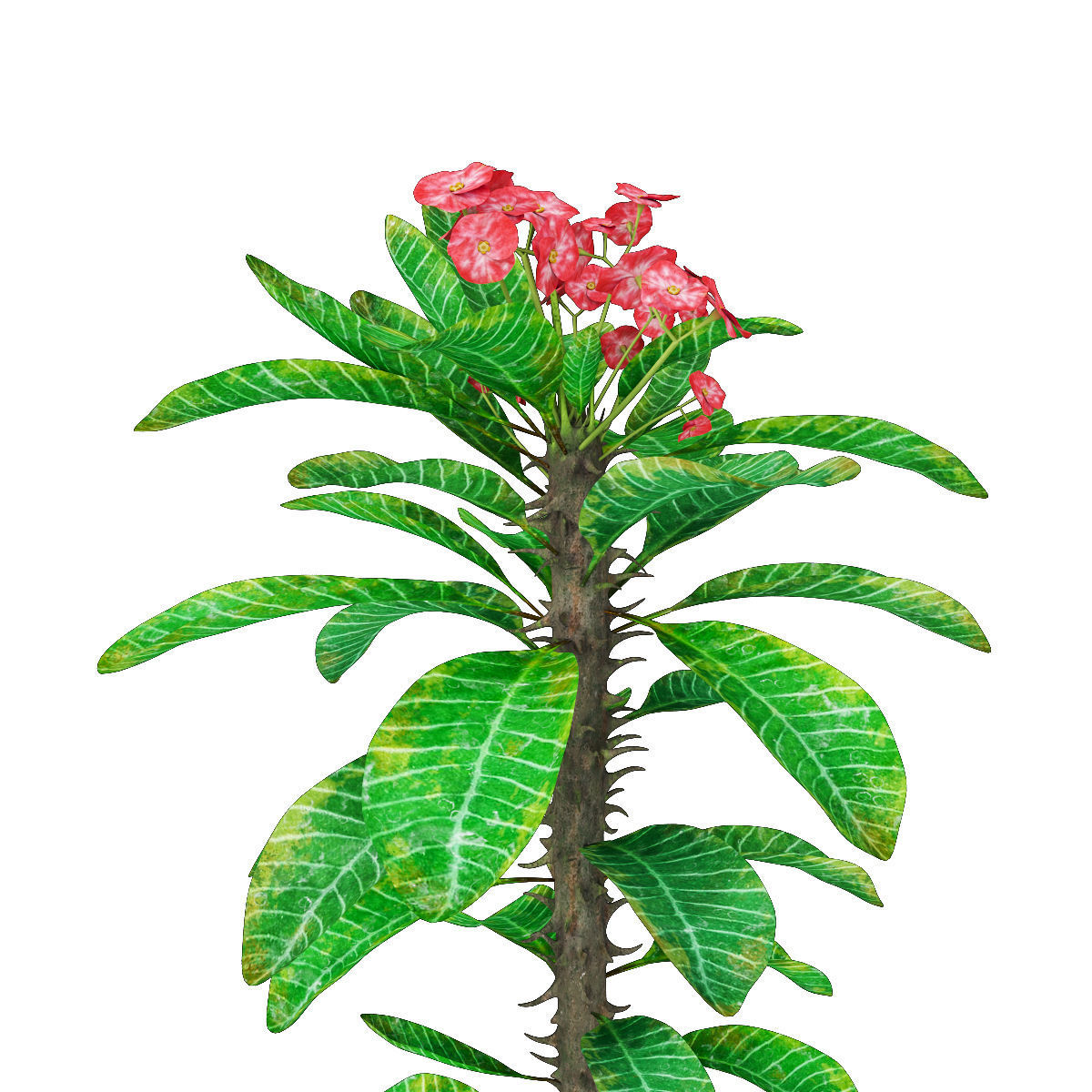 Plant collection hibiscus flower _26