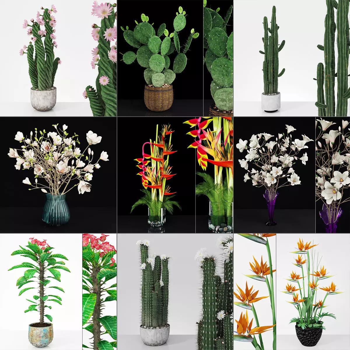 Plant collection hibiscus flower _0