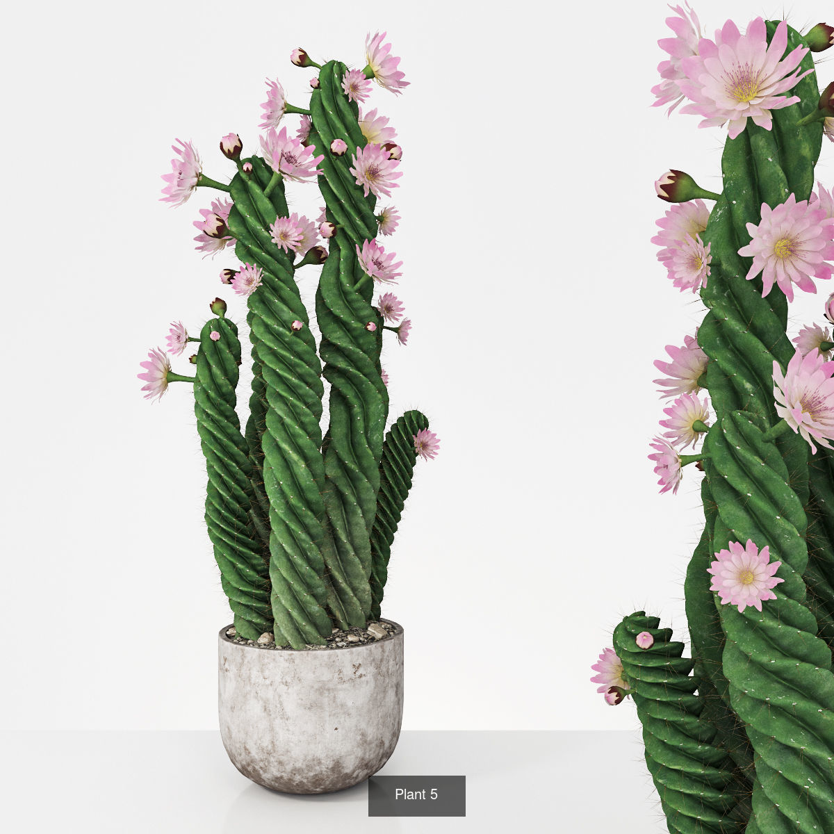 Plant collection hibiscus flower _6