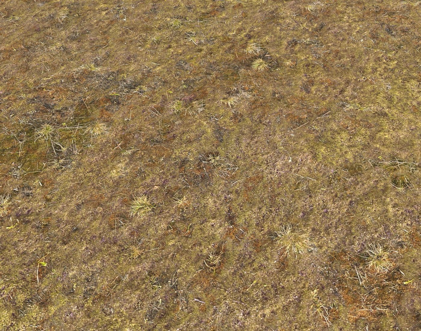 Tundra grass terrain pack Texture_19