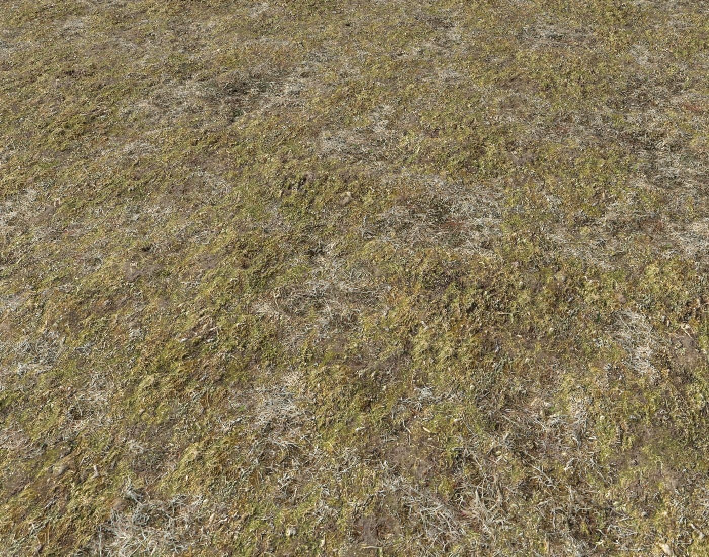 Tundra grass terrain pack Texture_26