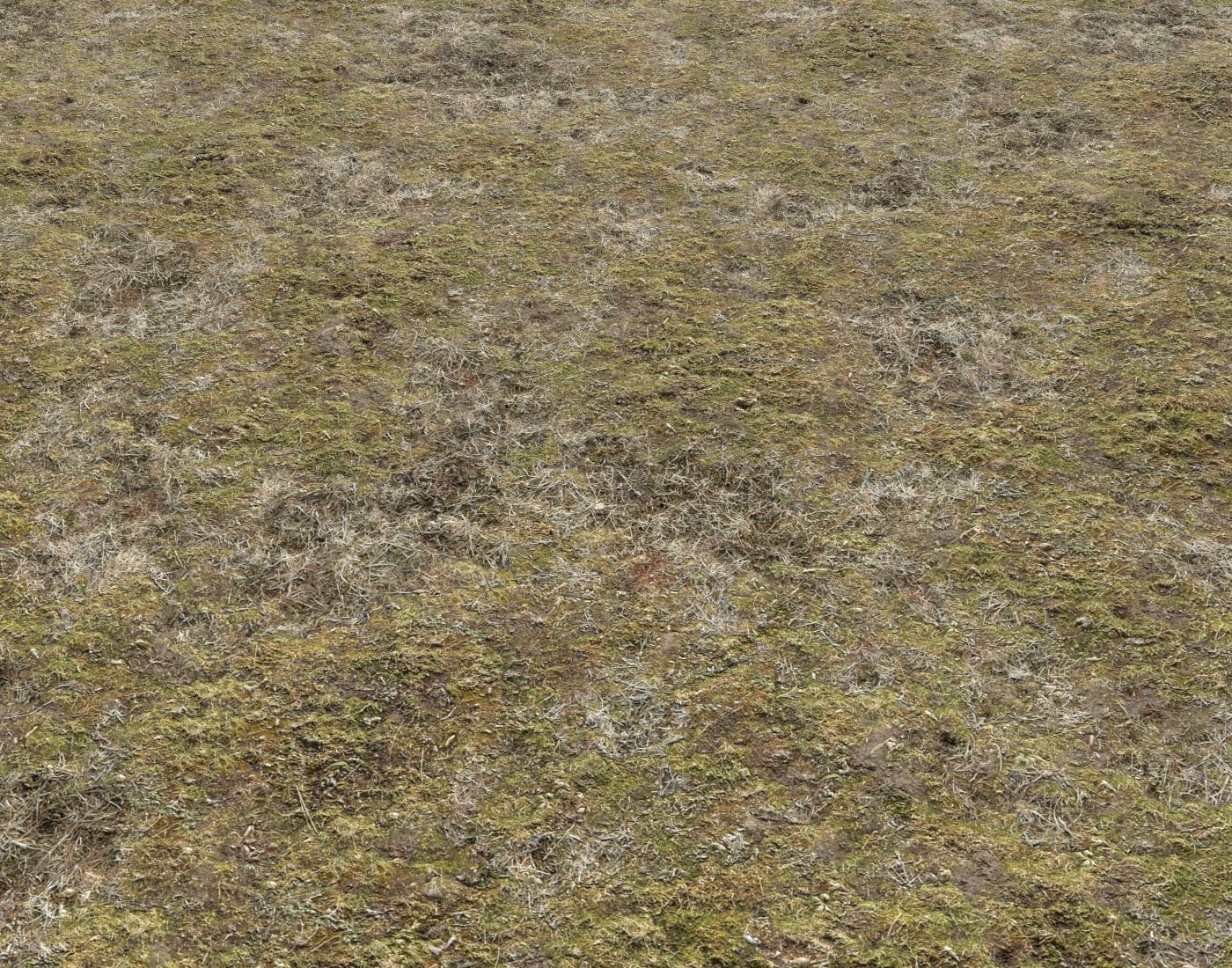 Tundra grass terrain pack Texture_24