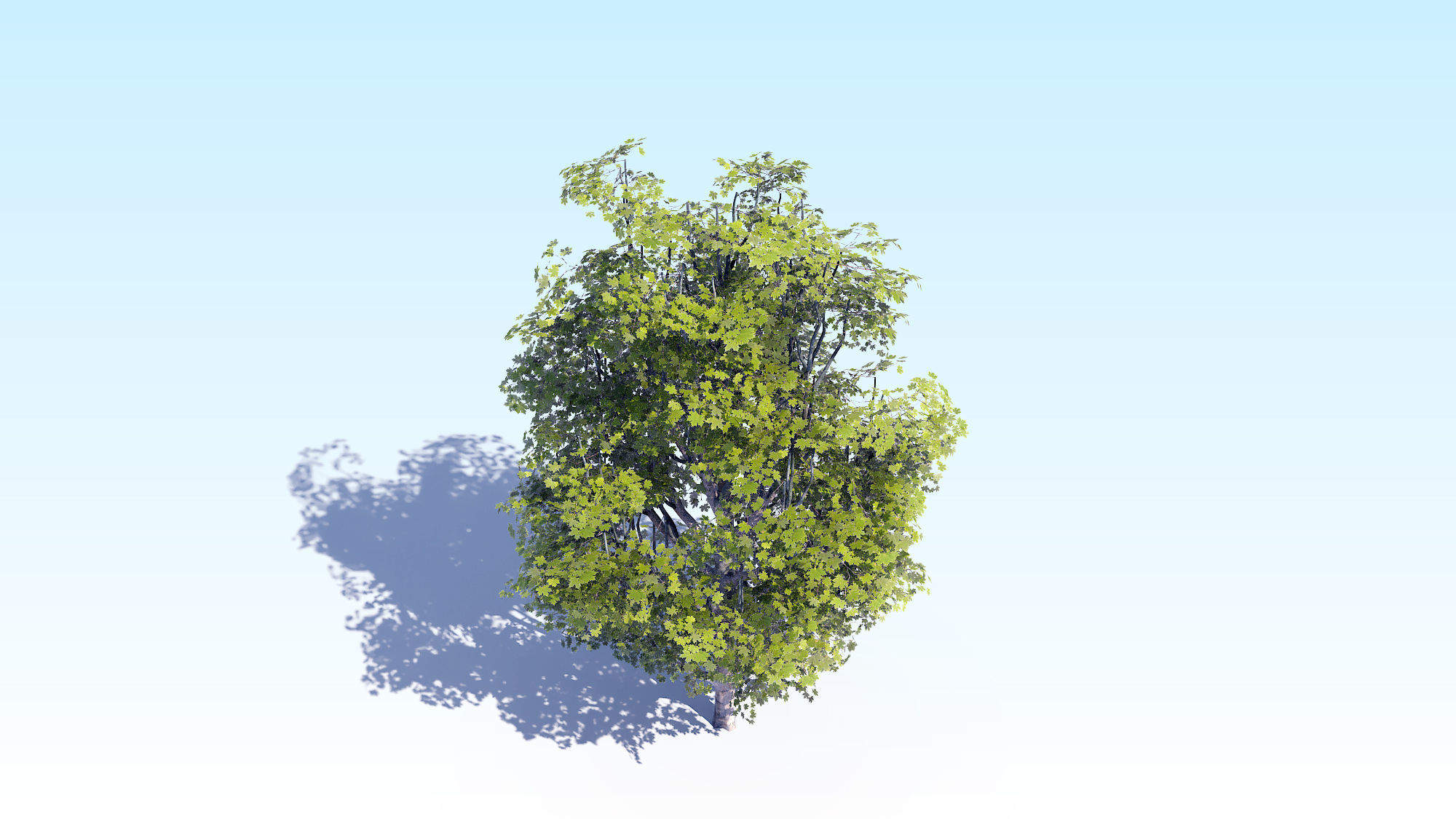 Maple Acer Tree 07 ArchViz 3D model_10