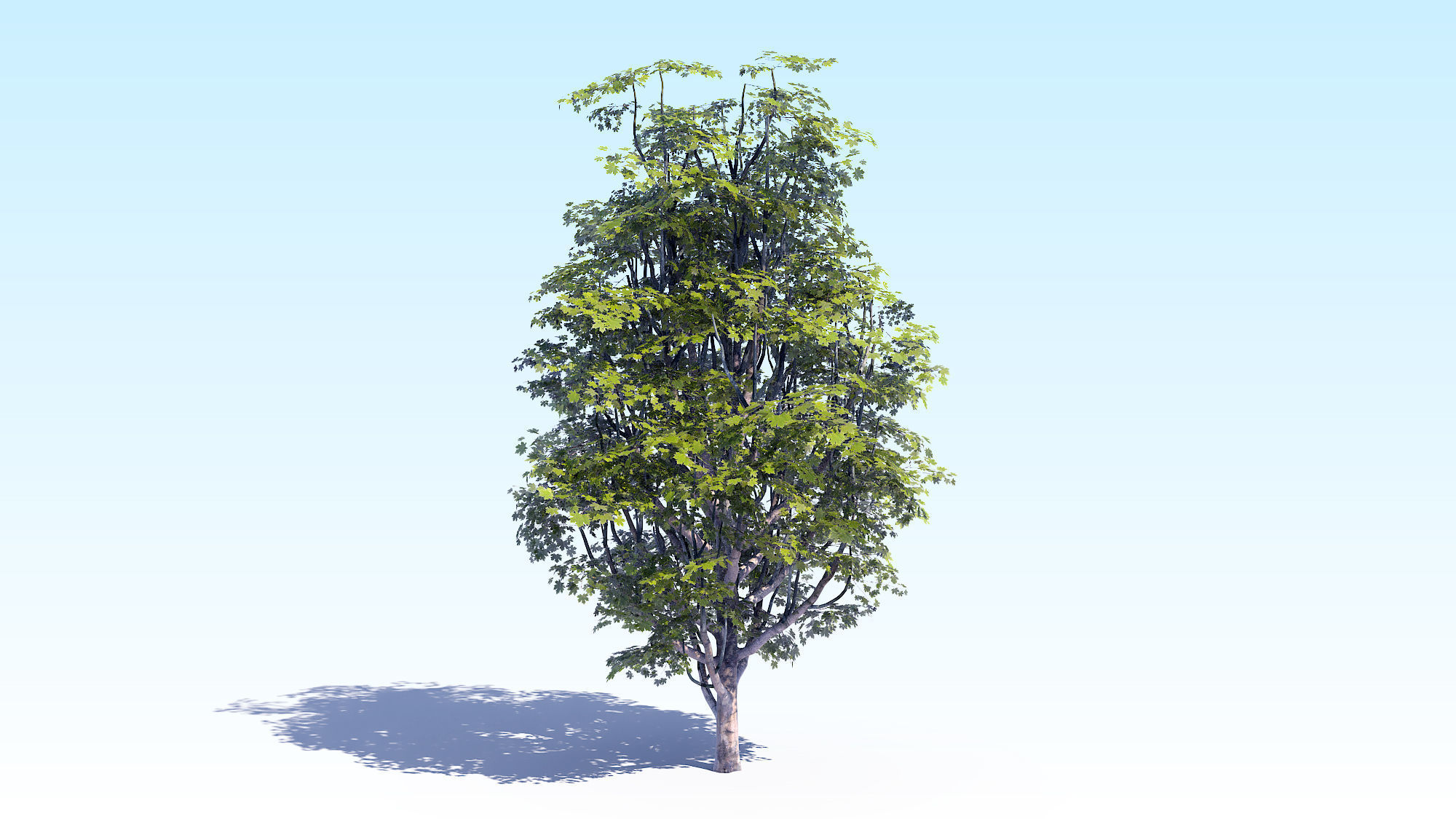 Maple Acer Tree 07 ArchViz 3D model_9