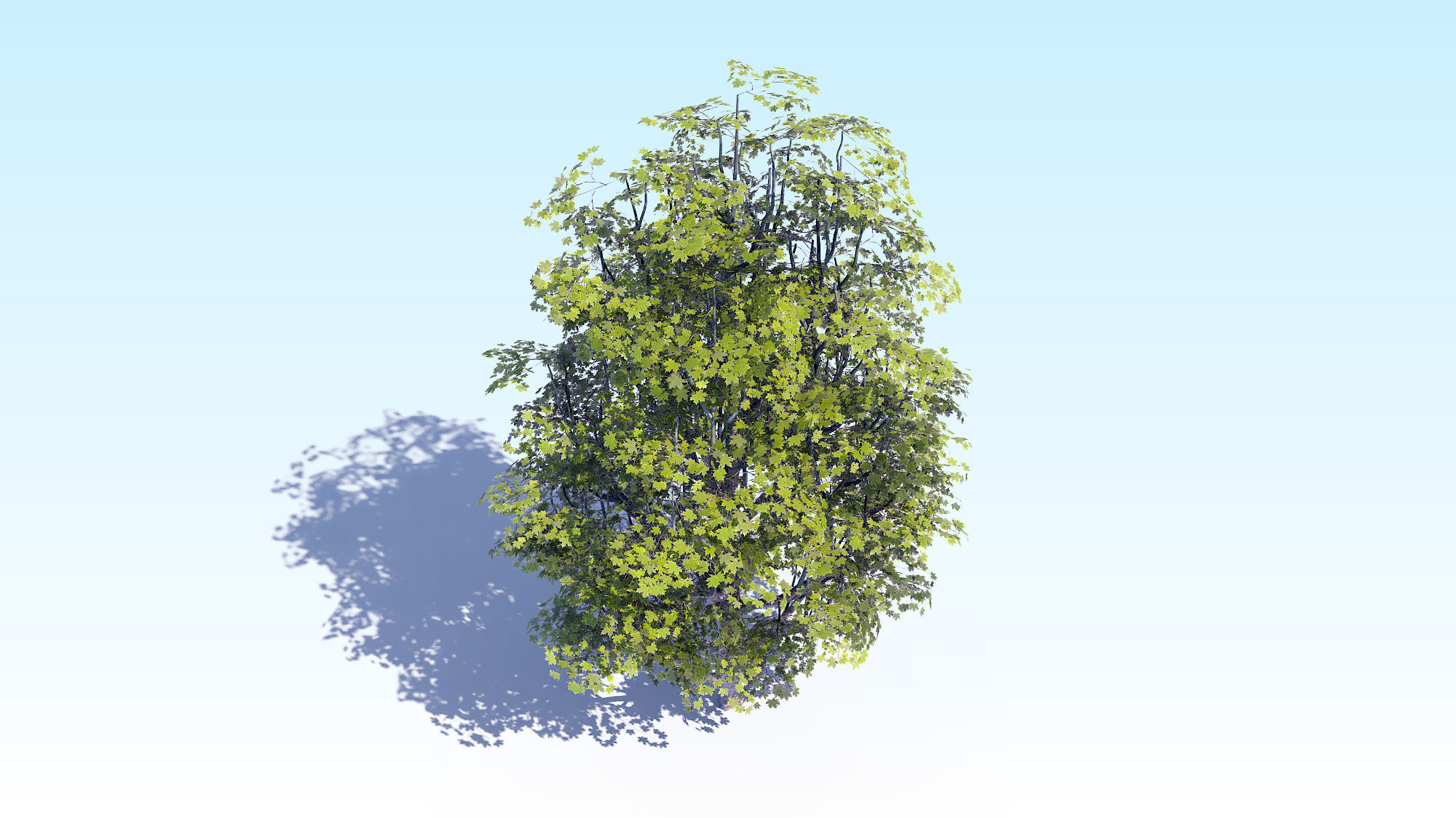 Maple Acer Tree 07 ArchViz 3D model_13
