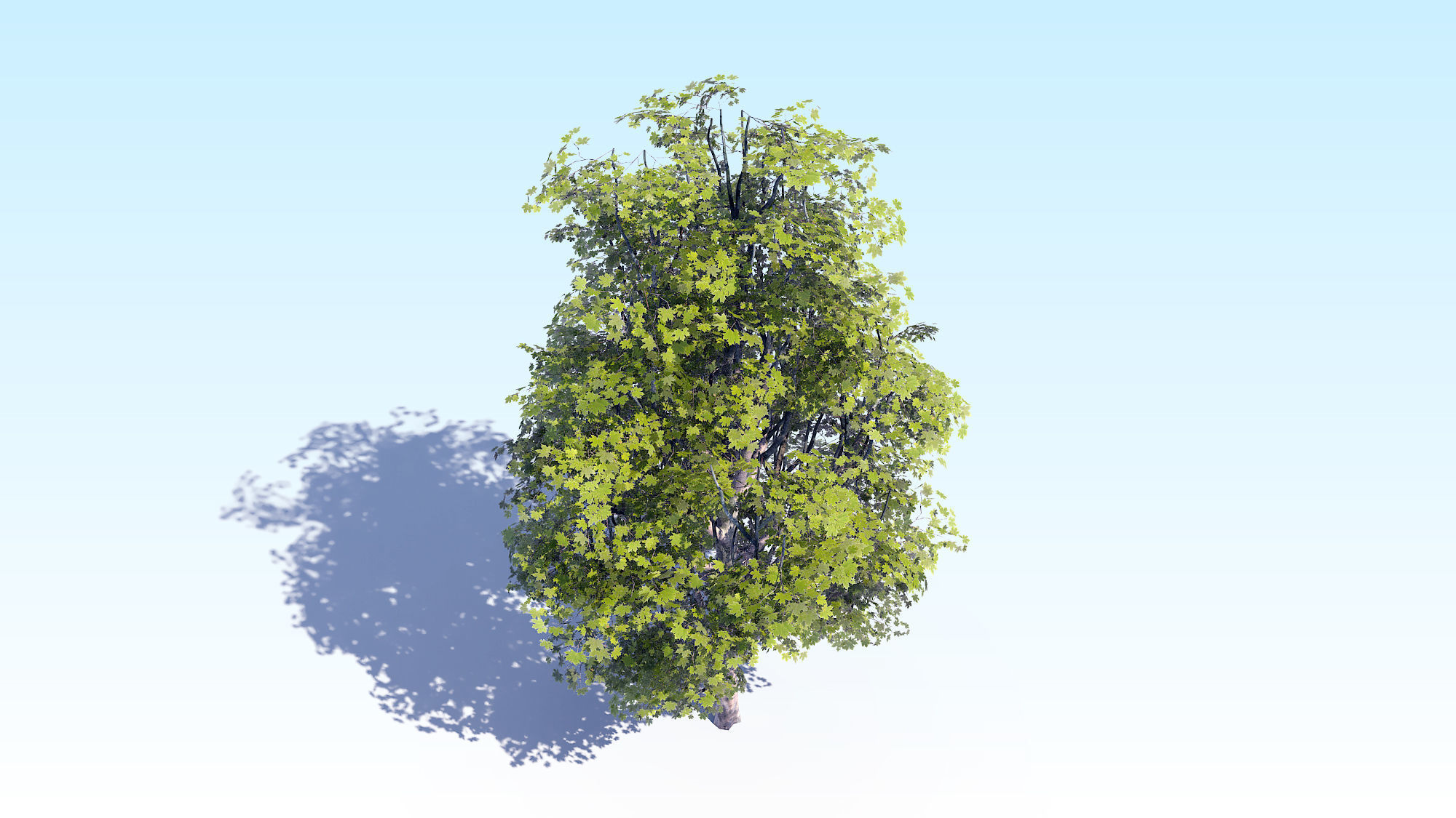 Maple Acer Tree 07 ArchViz 3D model_15