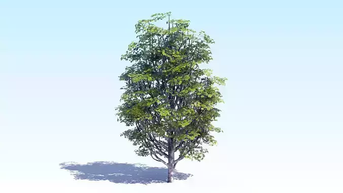 Maple Acer Tree 07 ArchViz 3D model