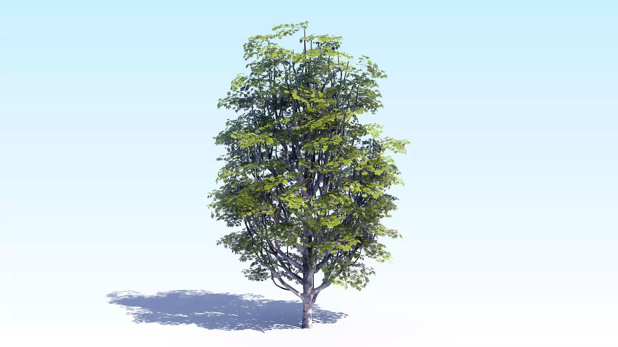 Maple Acer Tree 07 ArchViz 3D model_0