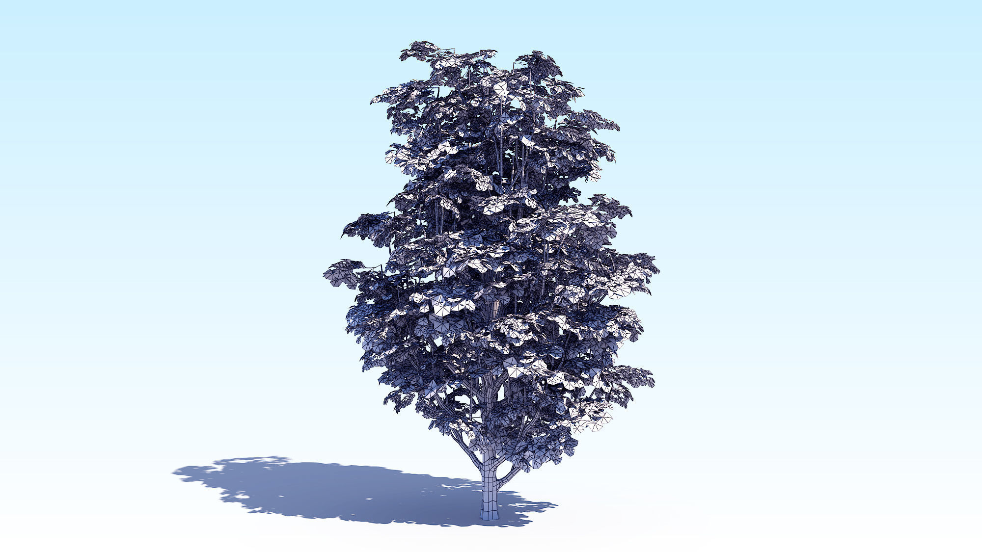Maple Acer Tree 07 ArchViz 3D model_4