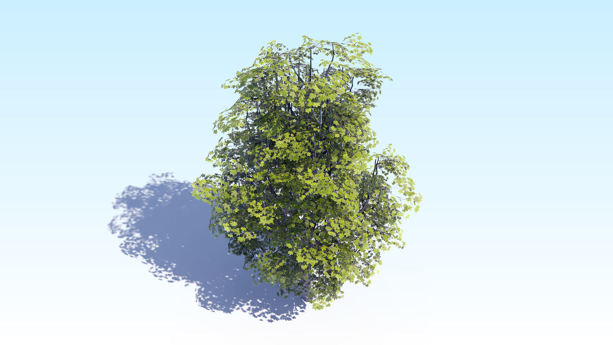Maple Acer Tree 07 ArchViz 3D model_14