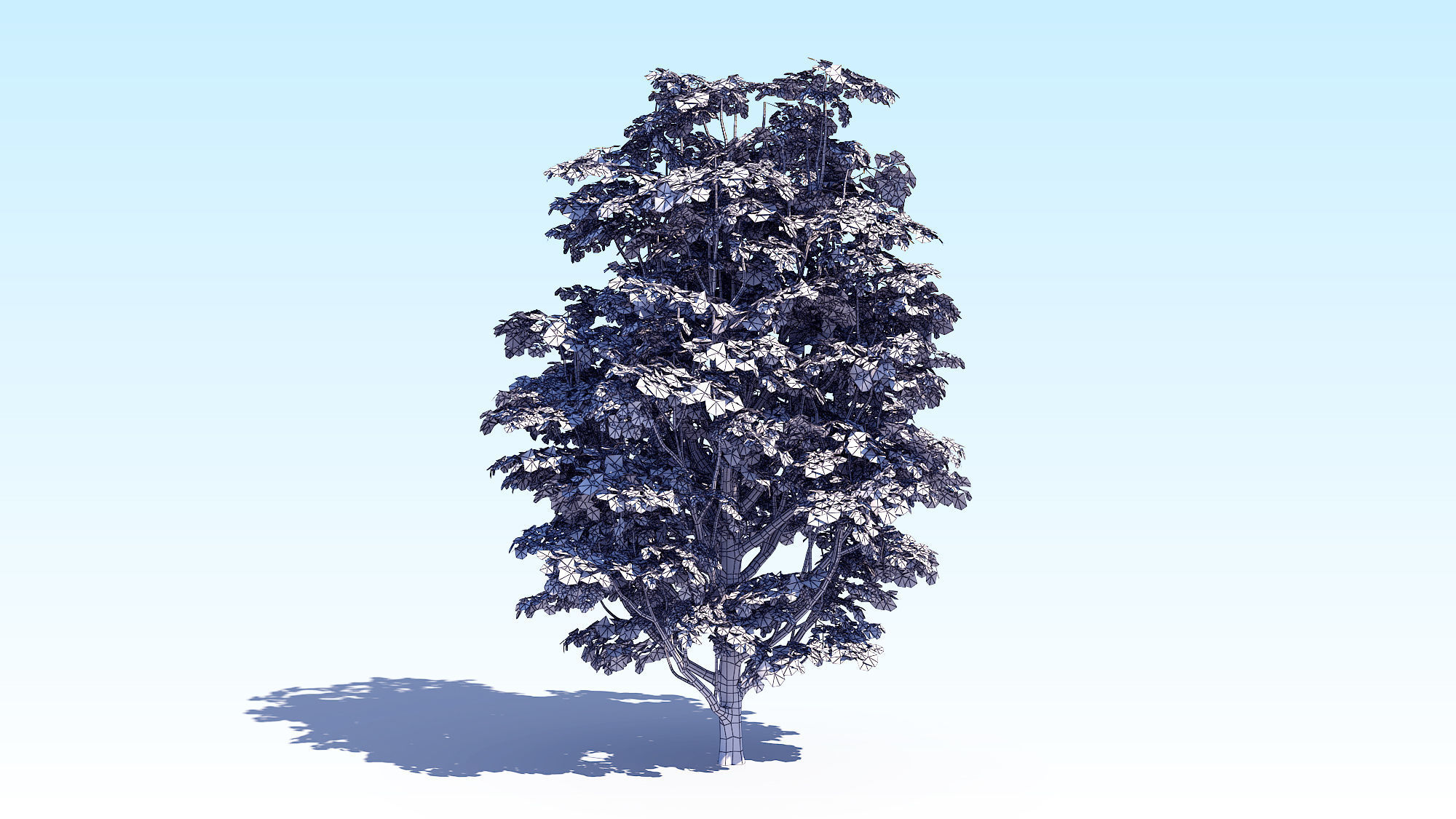 Maple Acer Tree 07 ArchViz 3D model_17