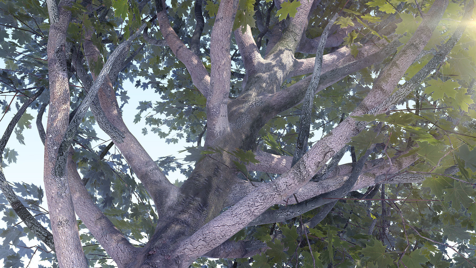 Maple Acer Tree 07 ArchViz 3D model_2