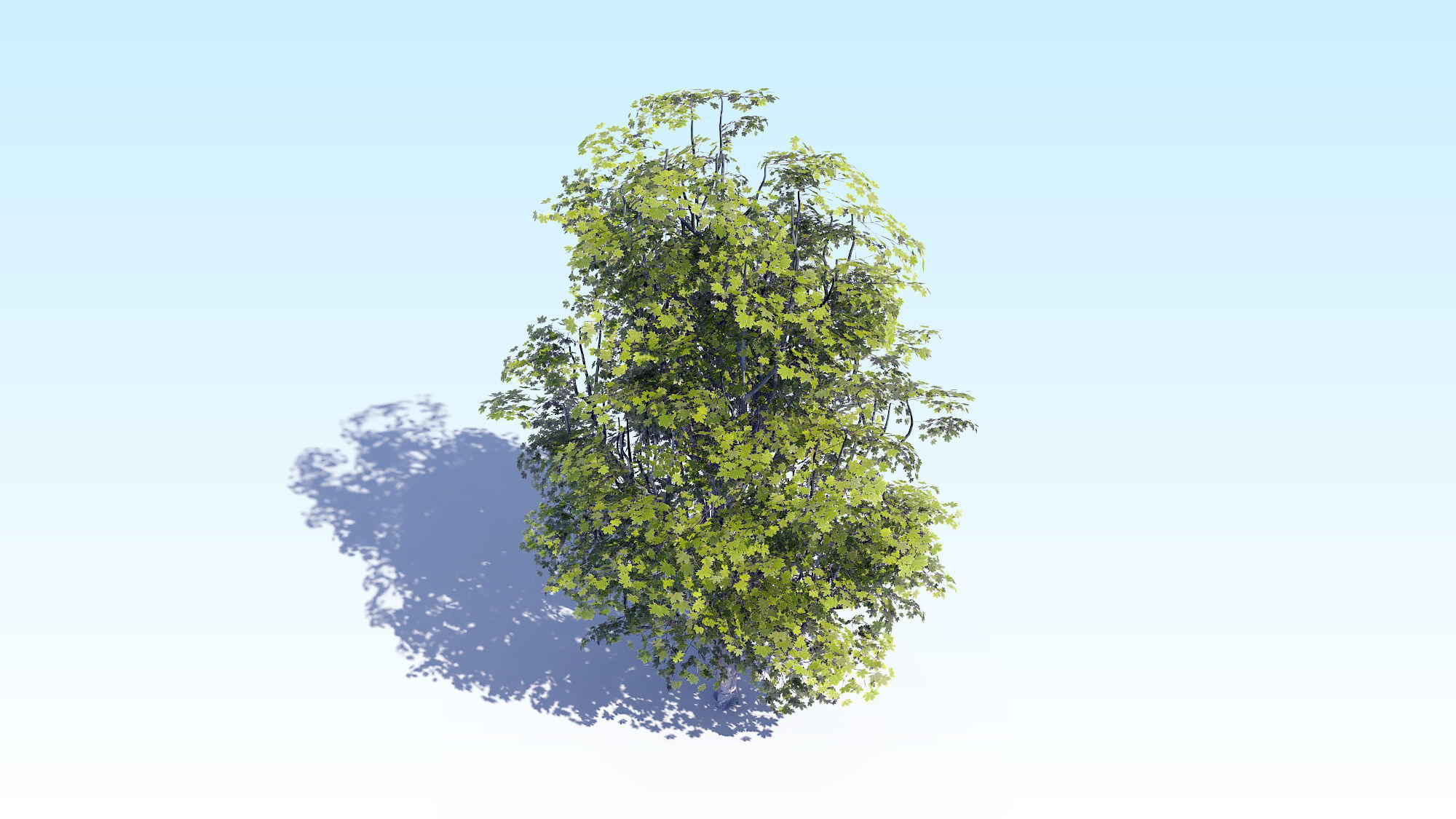 Maple Acer Tree 07 ArchViz 3D model_11