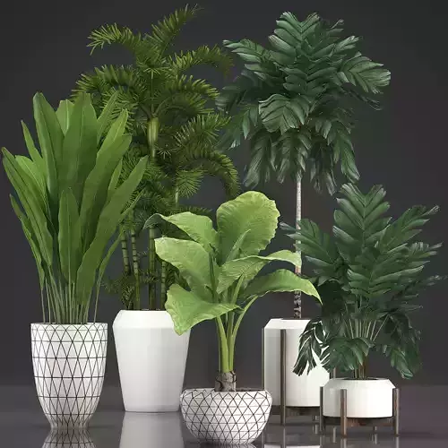Collection Exotic plants 349 3D model