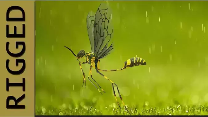 Wasp 3d model with basic rig setup 
