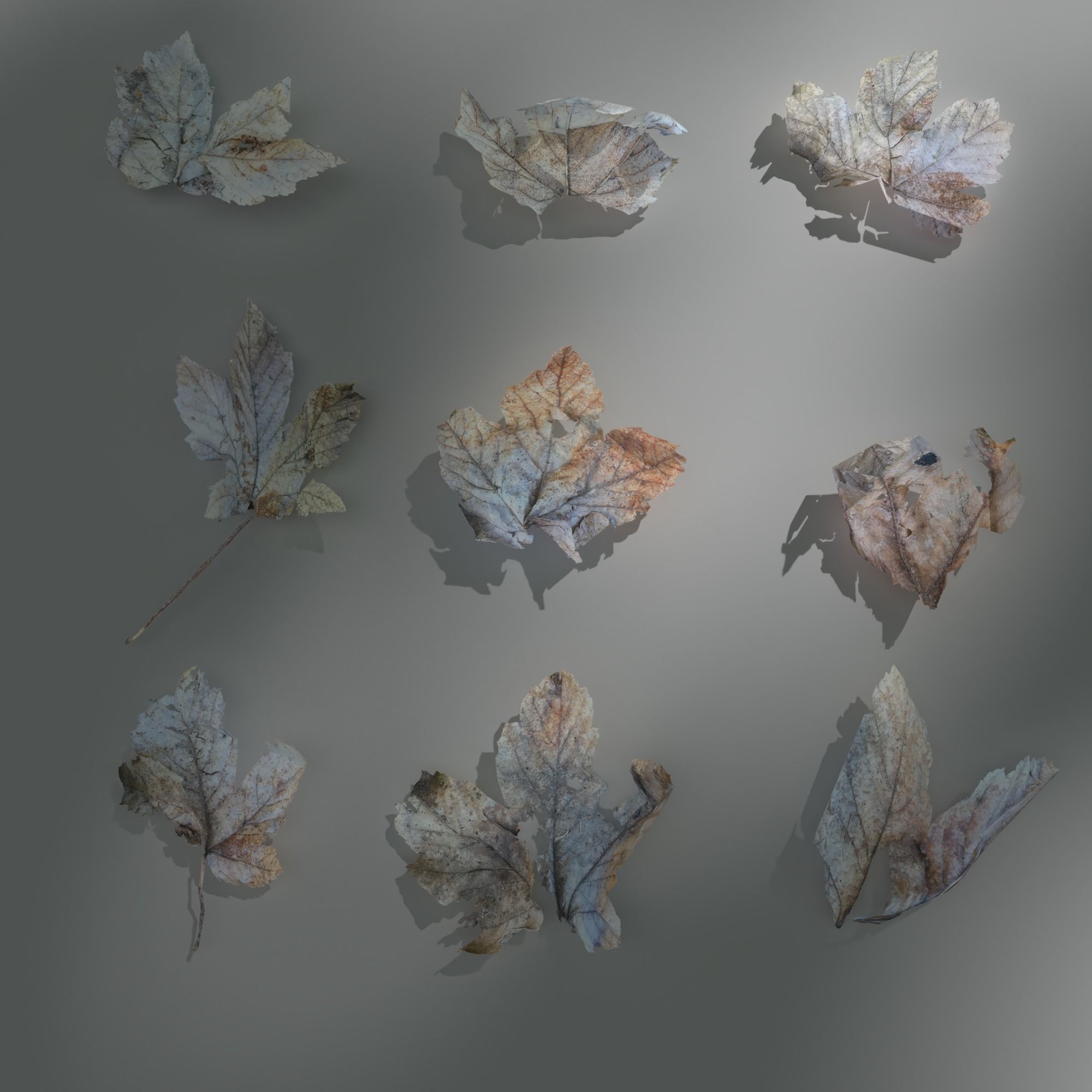 Dry Maple Leaves Pack Low-poly 3D model_3