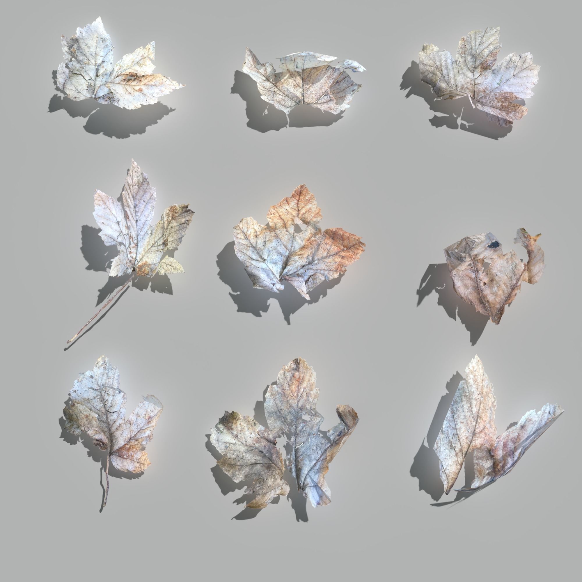 Dry Maple Leaves Pack Low-poly 3D model_2