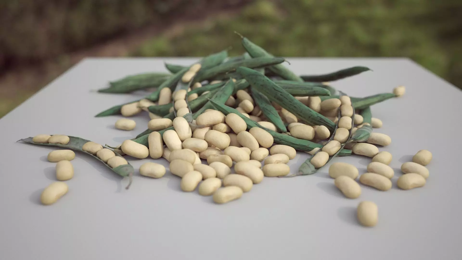 BEAN FLAGEOLET PBR 3D model