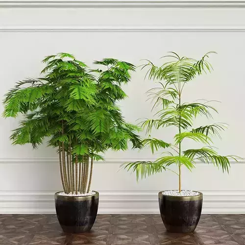 FLOWERS 9 two palm trees in pots