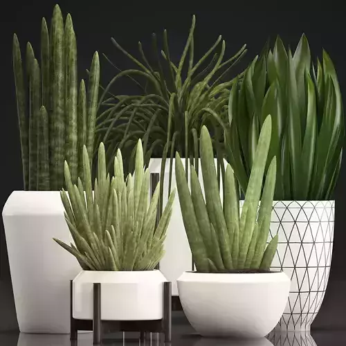 Collection of Exotic plants Sansevieria 