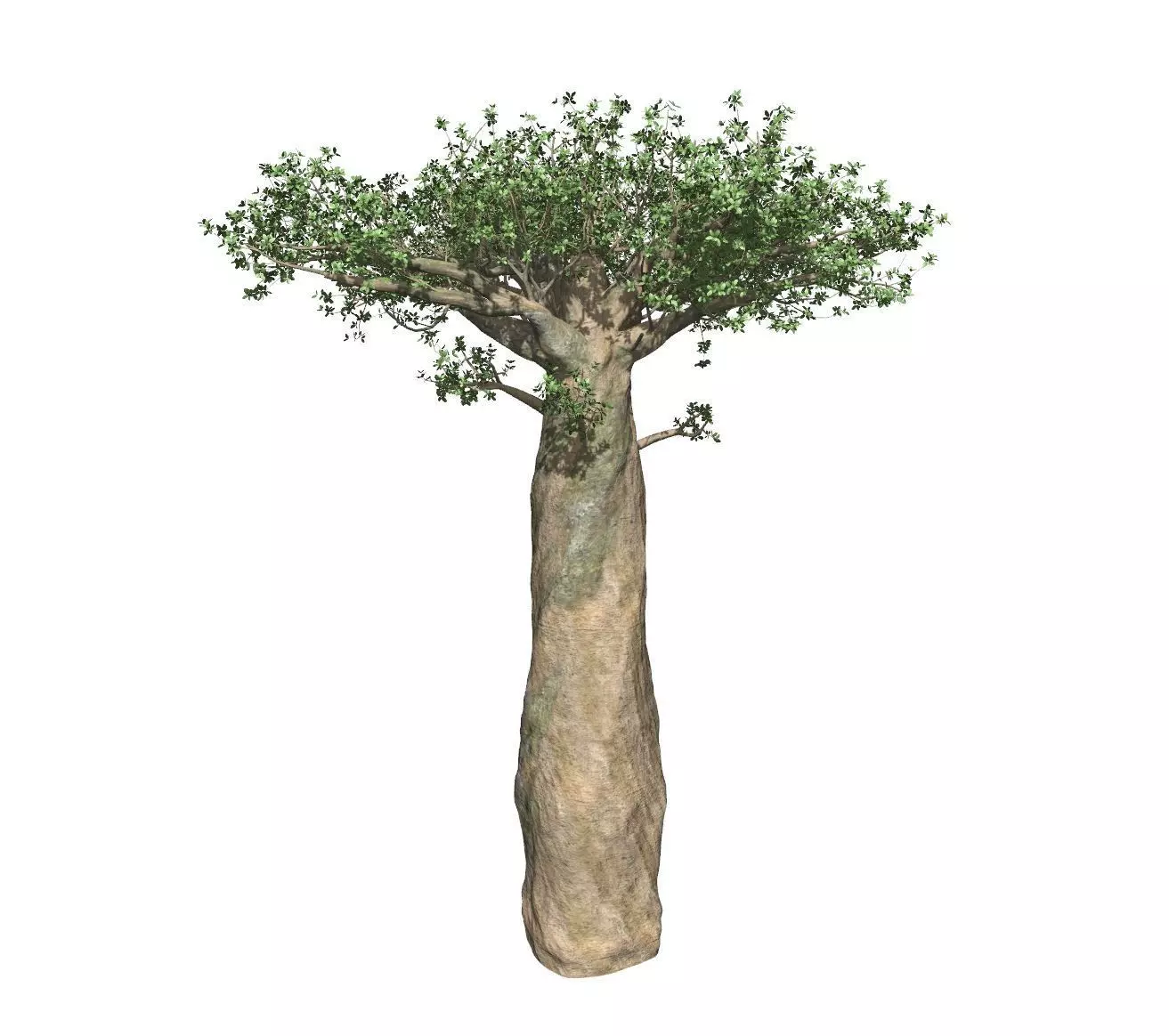 Baobab 3D model