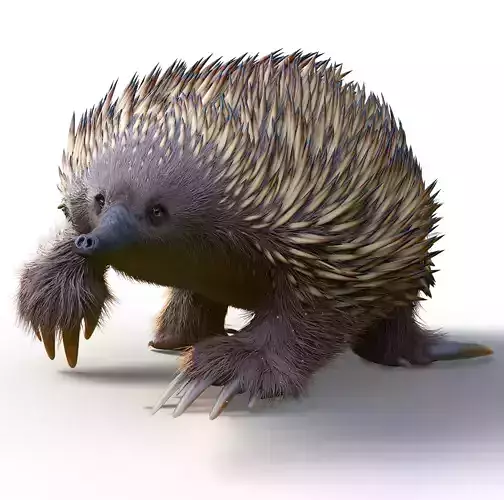 Tachyglossus aculeatus 3D model