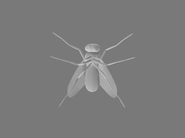 Domestic fly 3D model_2