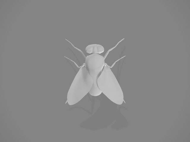 Domestic fly 3D model_3