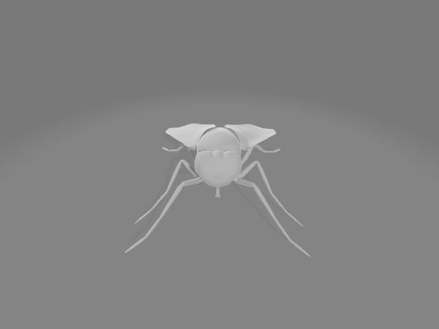 Domestic fly 3D model_1