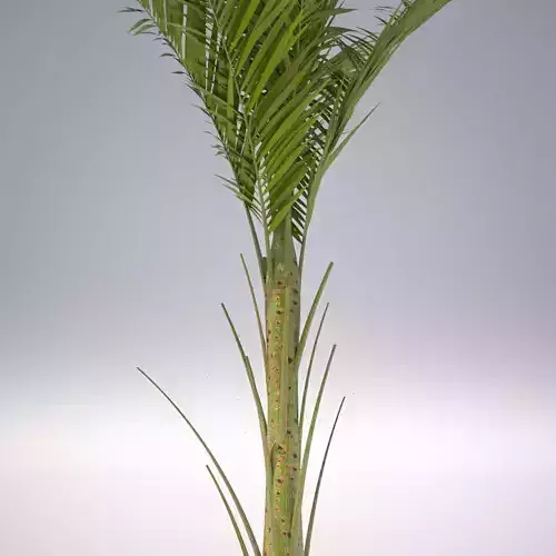 Palm - Metroxylon Sagu 