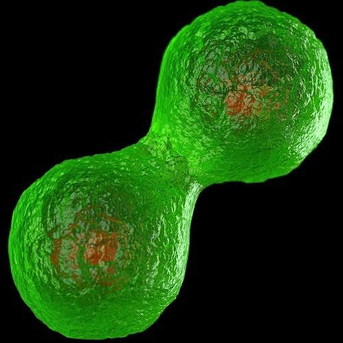 3D model Cell division by mitosis 3D model